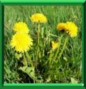 MAUVAISES HERBES - COUP DE POUCE