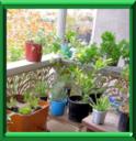POTAGER SUR BALCON