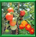 Potager fleuri - Coup de pouce