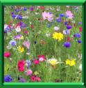PRAIRIE FLEURIE