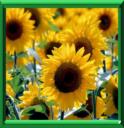 Plantes mellifères