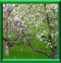 ARBRES FRUITIERS - L'ALTERNANCE