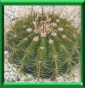 CACTEES, PLANTES GRASSES, SUCCULENTES - COUP DE POUCE