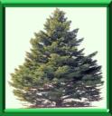 ARBRES DE NOEL - COUP DE POUCE