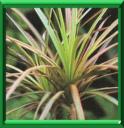 PLANTES DEPOLLUANTES - COUP DE POUCE