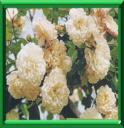 ROSES ET ROSIERS ANCIENS - COUP DE POUCE