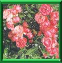 ROSES ET ROSIERS MODERNES - COUP DE POUCE
