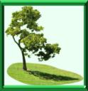 PLANTATION DES ARBRES - COUP DE POUCE