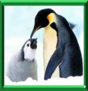 OISEAUX EN HIVER - COUP DE POUCE