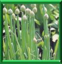 SANG SECHE - COUP DE POUCE