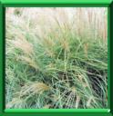 ROSEAU DE CHINE - MISCANTHUS SINENSIS