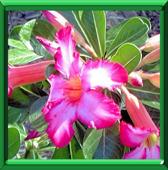 Rose du désert, Faux baobab, Adenium obesum : planter, cultiver