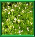 Herbe aux étoiles ou asperula odorata ou galium odoratum