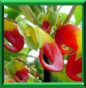IMPATIENCE DE ZANZIBAR - IMPATIENS NIAMNIAMENSIS