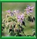 HERBE A LA SUEE - BORAGO OFFICINALIS
