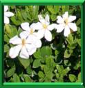 Jasmin du Cap - Gardenia jasminoïdes ou augusta ou grandiflora