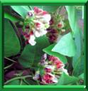 Haricot patate ou apios americana ou tuberosa