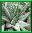 HAWORTHIA - HAWORTHIA