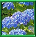 HORTENSIA - HYDRANGEA MACROPHYLLA