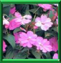 IMPATIENS SUNPATIENS ®