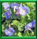 IPOMEE - IPOMOEA SPP