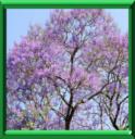 JACARANDA ou JACARANDA MIMOSIFOLIA