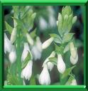 JACINTHE DU CAP - GALTONIA CANDICANS