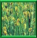 JONC EPARS - JUNCUS EFFUSUS SPIRALIS