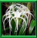 JONQUILLE DE MER - HYMENOCALLIS