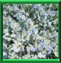 HUITRE VEGETALE - MERTENSIA MARITIMA