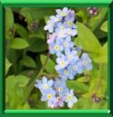 Gros millet ou Myosotis