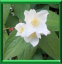 JASMIN DES POETES - PHILADELPHUS