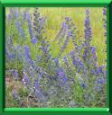 Herbe aux vipères - echium vulgare