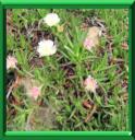 GRIFFE DE SORCIERE - CARPOBROTUS EDULIS