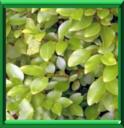 GRISELINIE DU LITTORAL - GRISELINIA LITTORALIS