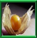 GROSEILLE DU CAP - PHYSALIS PERUVIANA