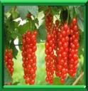 GROSEILLIER - RIBES RUBRUM
