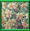 GROSEILLIER DES BARBADES - PERESKIA ACULEATA