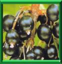 GROSEILLIER NOIR - RIBES NIGRUM