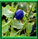 GUEULE NOIRE - VACCINIUM MYRTILLUS