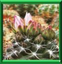 GYMNOCALYCIUM