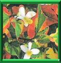 GYMNOTHERA - HOUTTUYNIA CORDATA