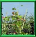 HARICOT - PHASEOLUS VULGARIS