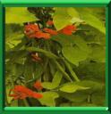 HARICOT D'ESPAGNE - PHASEOLUS COCCINEUS