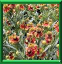 HELENIE - HELENIUM