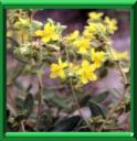 HELIANTHEME - HELIANTHEMUM