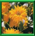 HELIOPSIS - HELIOPSIS HELIANTHOIDES