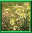 HELLEBORE FETIDE - HELLEBORUS FAETIDUS