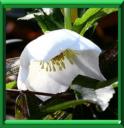 HELLEBORE NOIR - HELLEBORUS NIGER