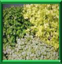HELXINE - SOLEIROLIA SOLEIROLII